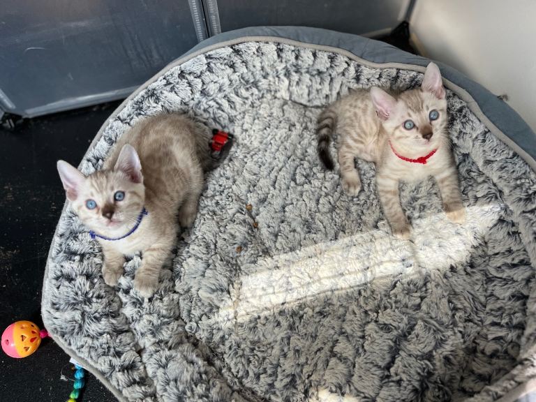 TWO BIG BOY SNOW LYNX BENGALS 