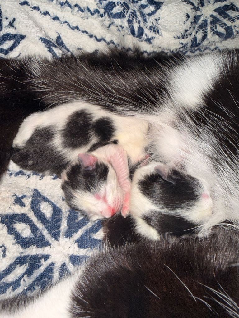 Beautiful tuxedo kittens 