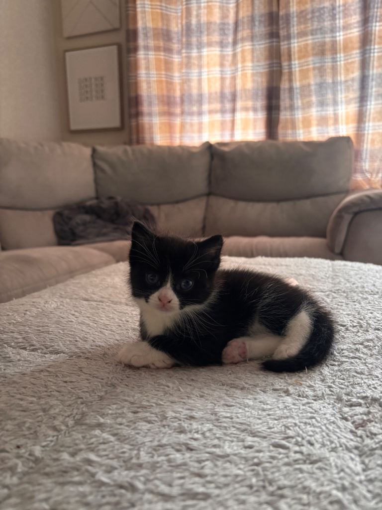 Male kitten 