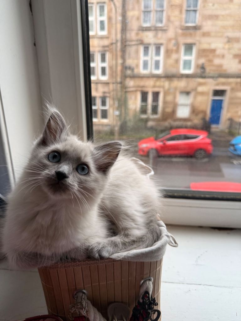 Ragdoll kitten – for a loving family