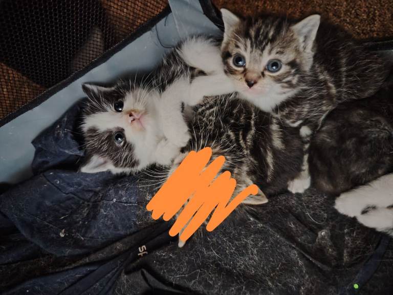 Kittens for sale 