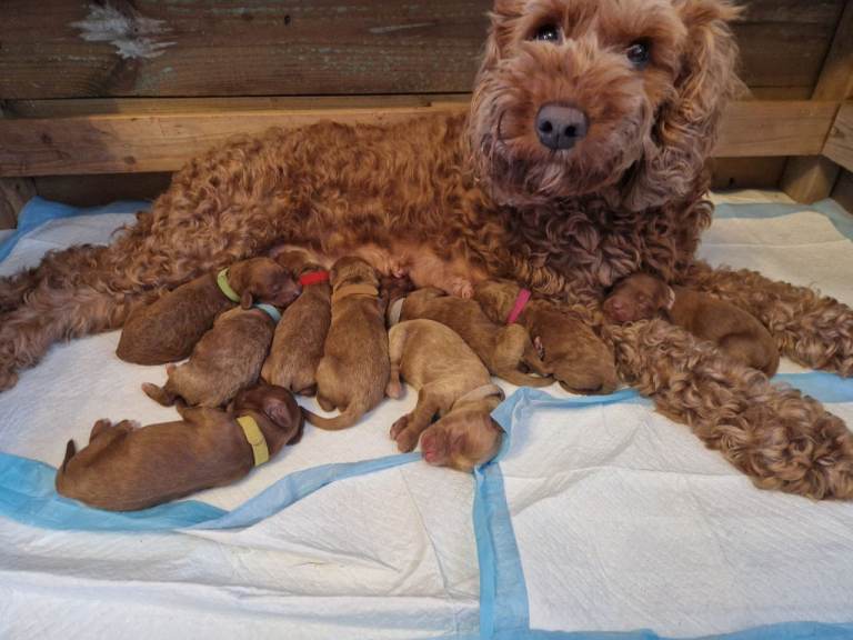 Cavapoo puppies 