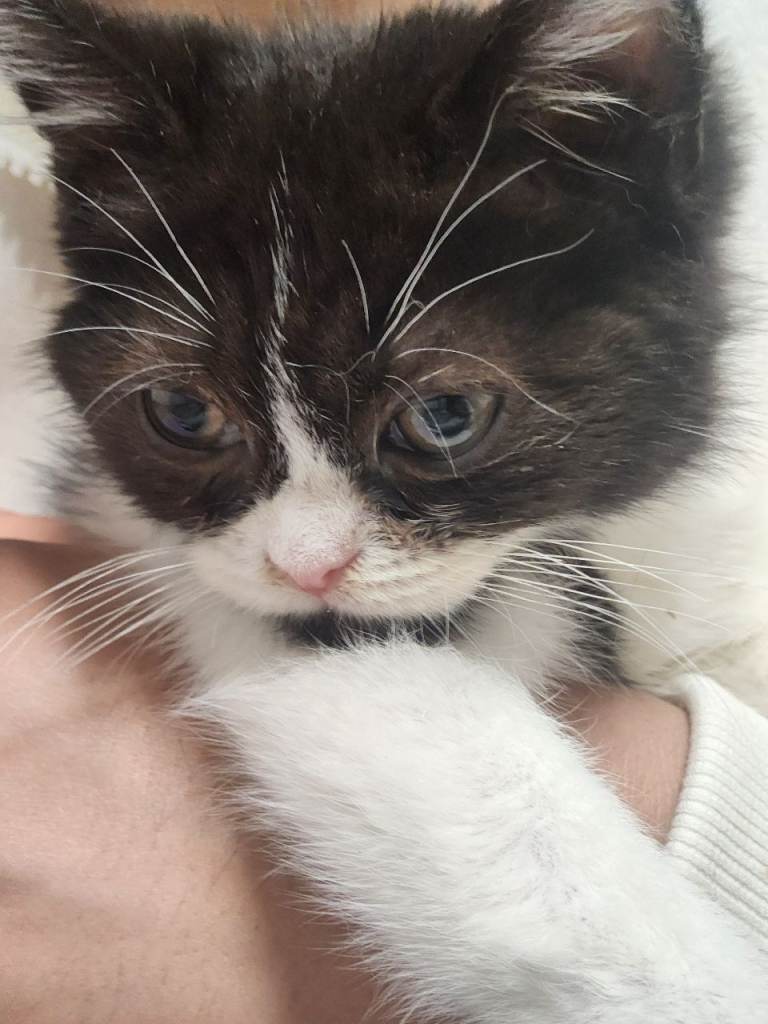 Persian doll face kittens ready now 
