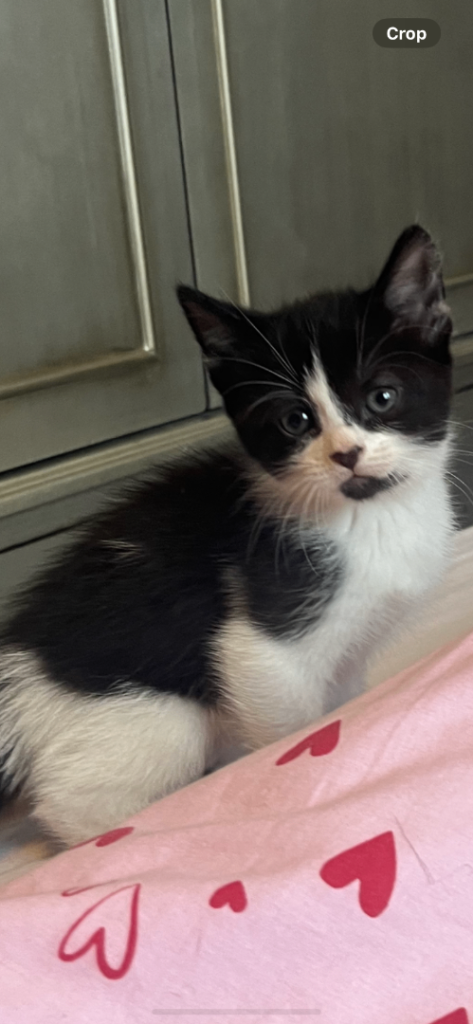 Beautiful kittens ready to leave now 