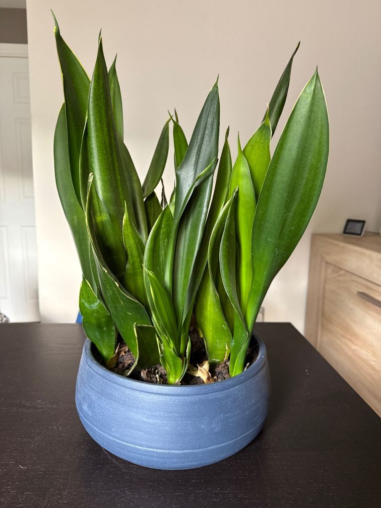 House plant in ceramic pot