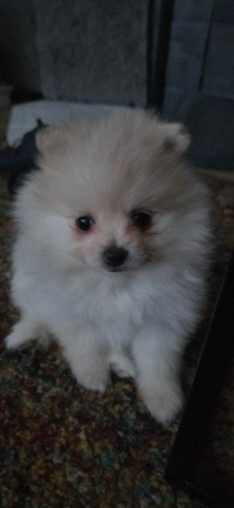 Pomeranian teddy bears