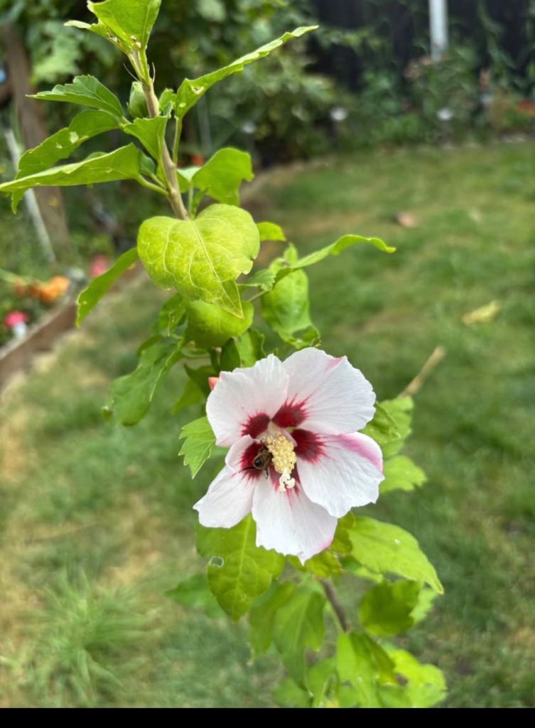 Hibiscus plant  pink flowers 