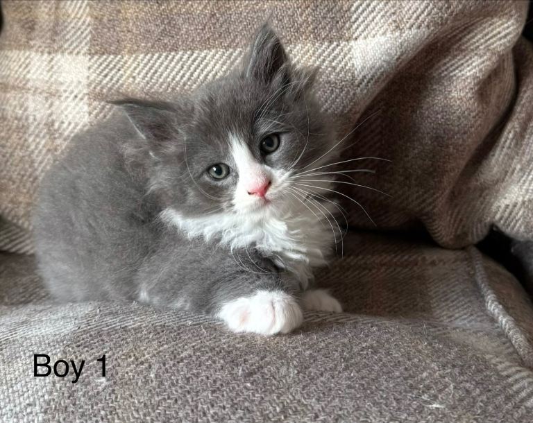 Ragcoon Kittens
