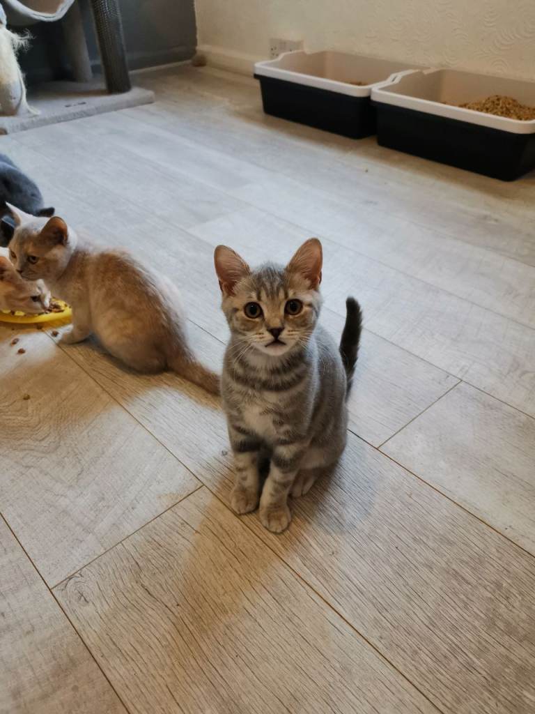 Stunning pedigree Blue tabby British Shorthair kitten with papers etc (last one, ready to go)