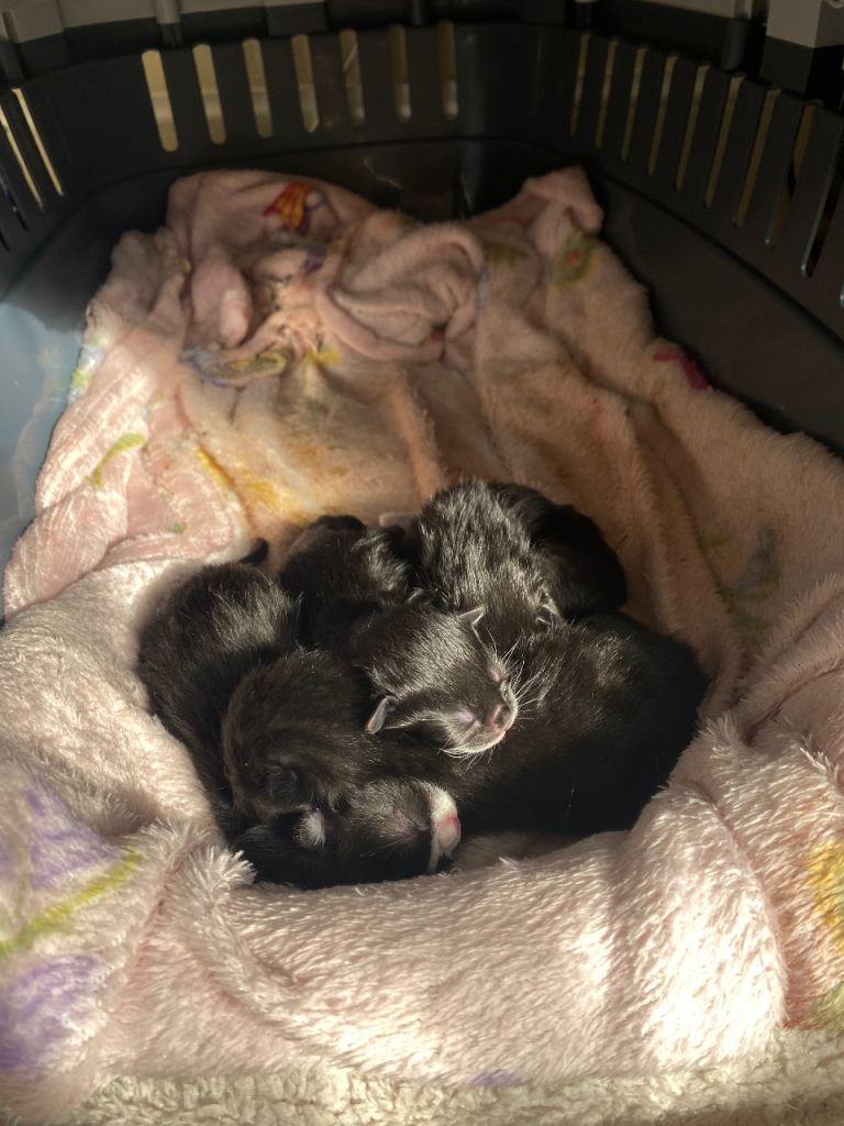 Kittens Looking For Their Forever Homes!
