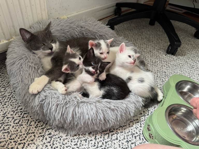 Lovely kittens for sale