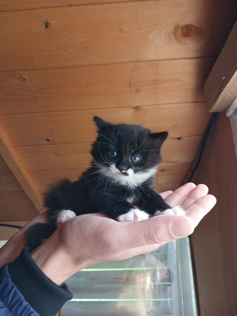Kittens 🥰