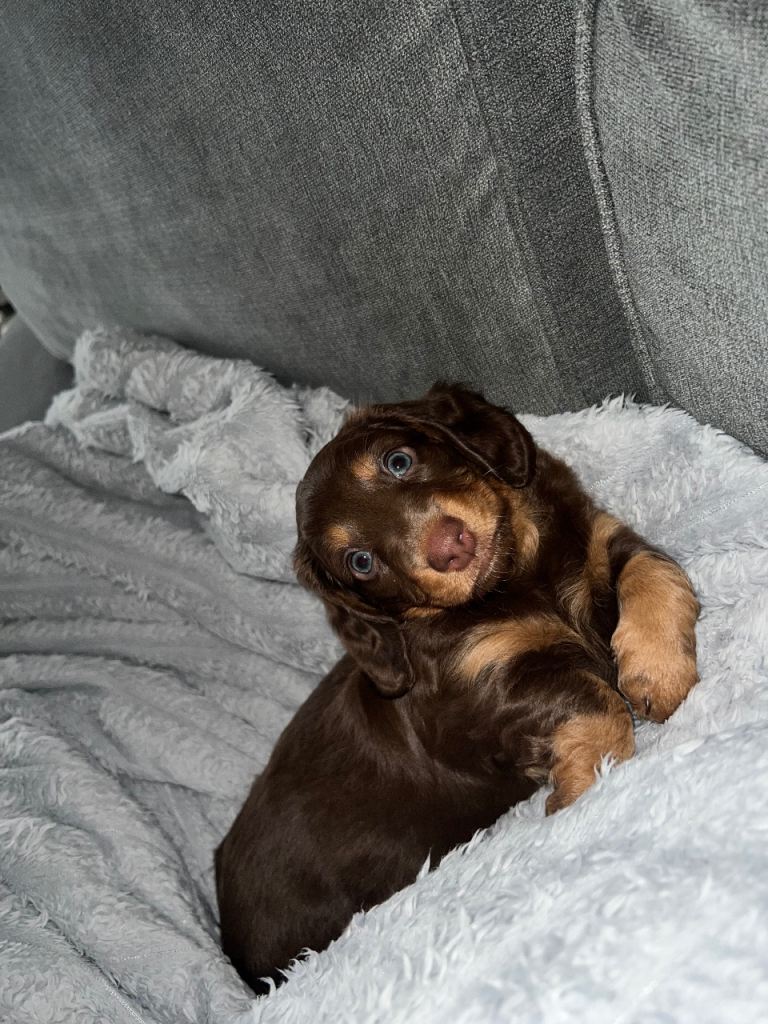 READY NOW🏡Female Long Haired Miniature Dachshund KC registered  