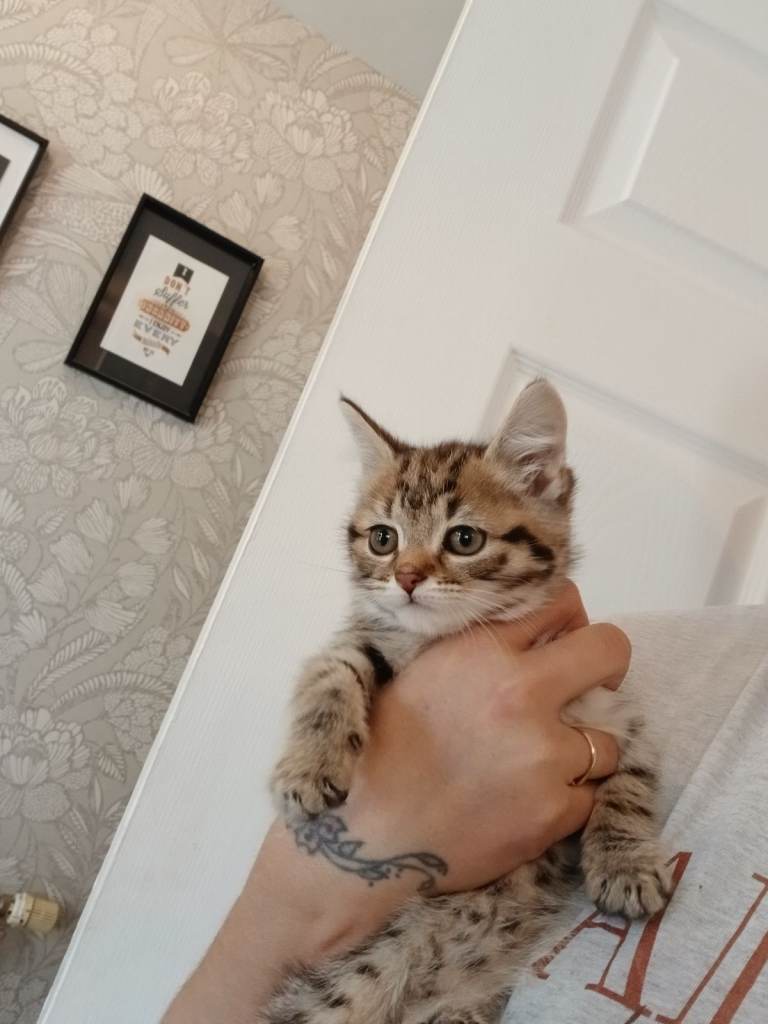 3 maine coon cross Bengal kittens