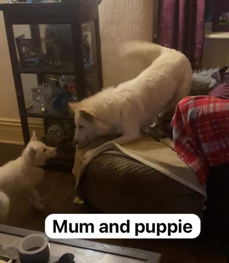 Northern Inuit X apricot German shepherd puppie