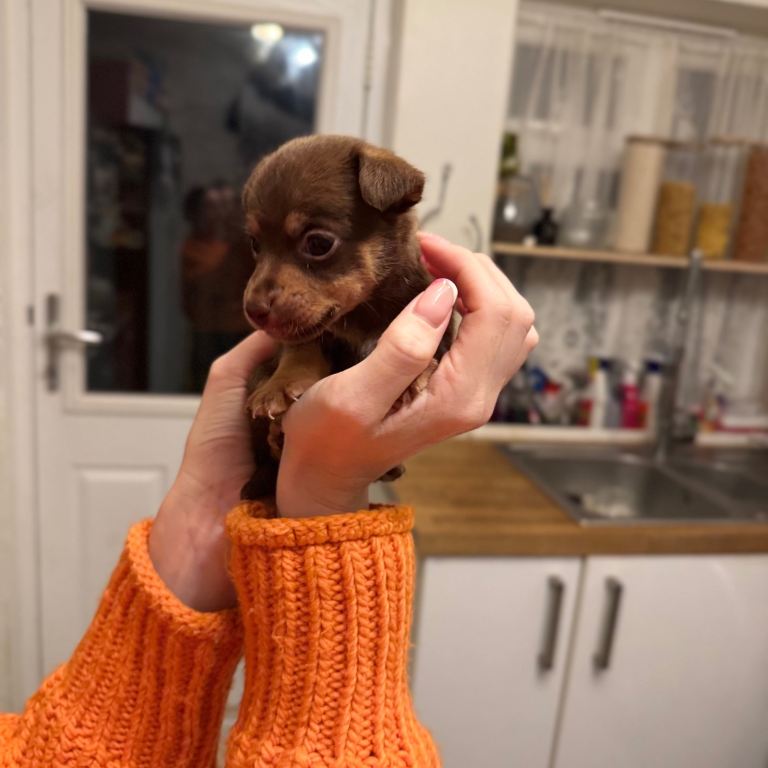 Stunning miniature Jack Russell puppies 