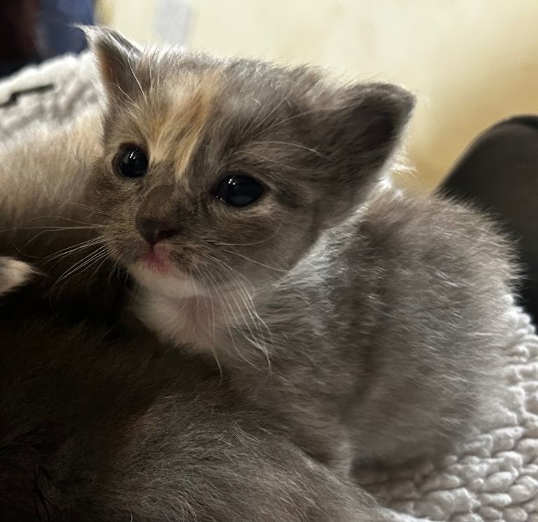 Half Ragdoll kittens for sale***only one girl left***