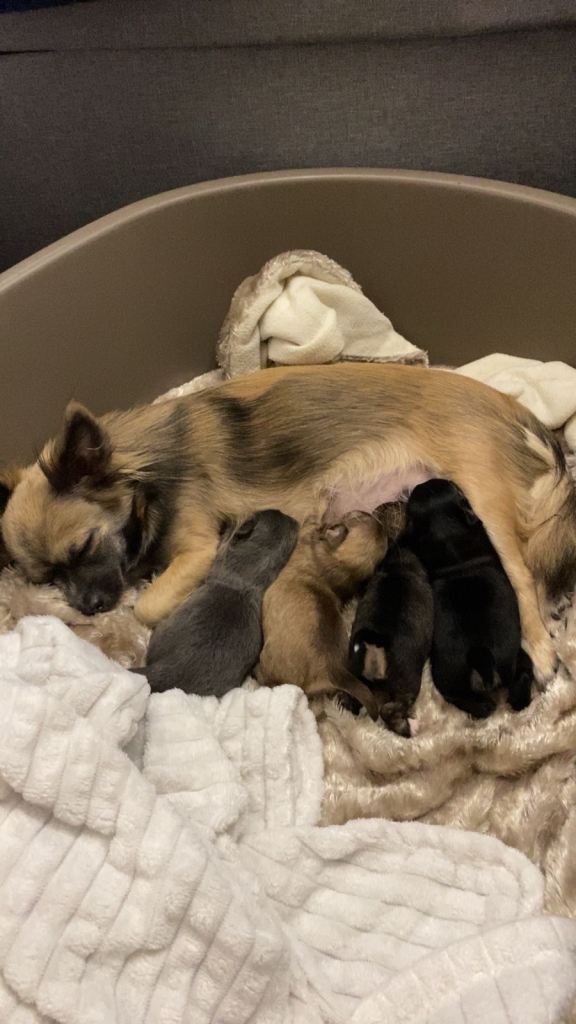 4 beautiful chihuahua puppies looking for there forever homes