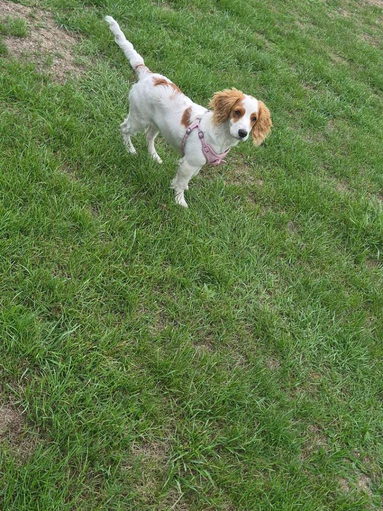Beautiful Cockapoo Puppy Looking for a New Home
