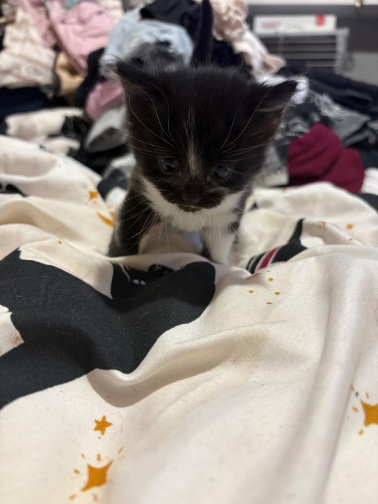 Female British shorthair Kittens 
