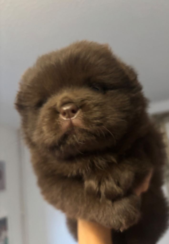 Chow chow pups SMOOTH and Fluffy coats