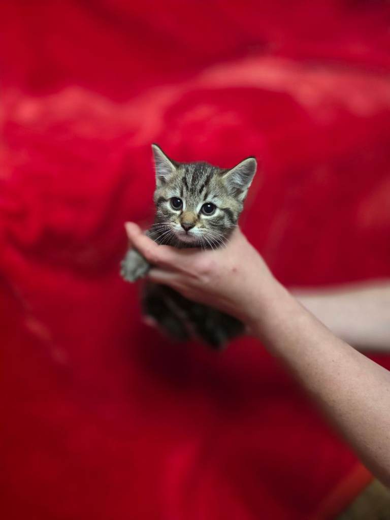 4 Beautiful 9 Week Old Kittens – Ready Now 🐾