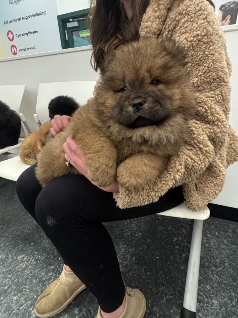 2 black male and 1 brown female chow chows ready to go 1st Feb 