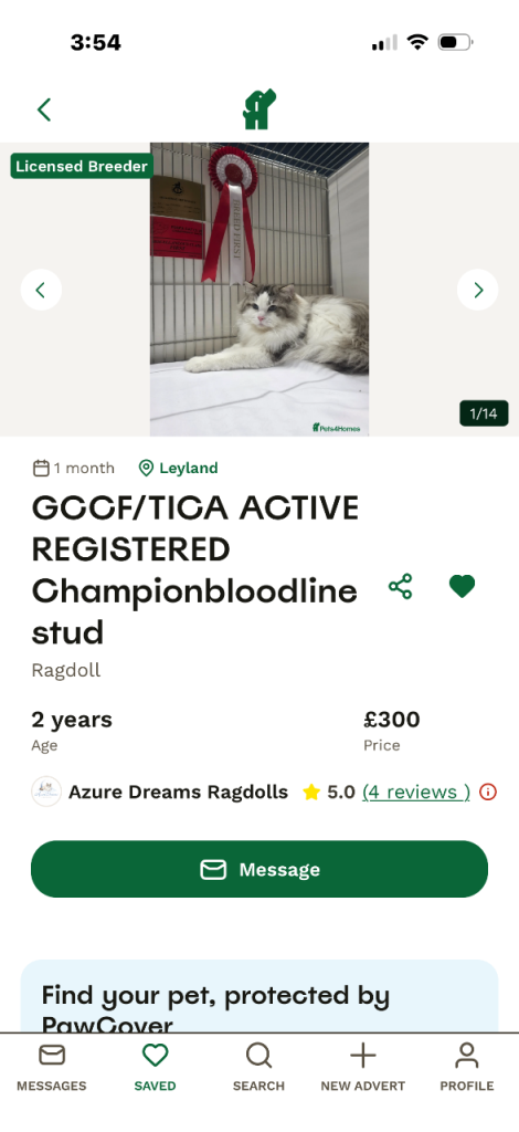 Adorable Bi colour ragdoll 