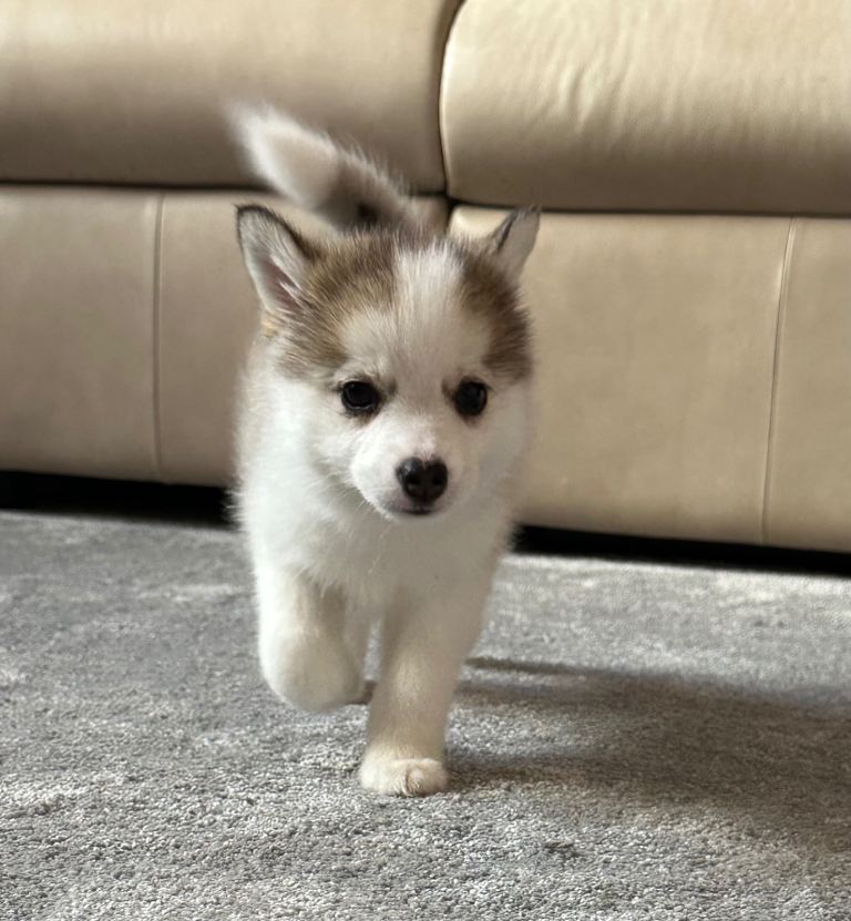 Ready now - F3 Pomsky Puppies with perfect Husky markings - ready to leave Friday