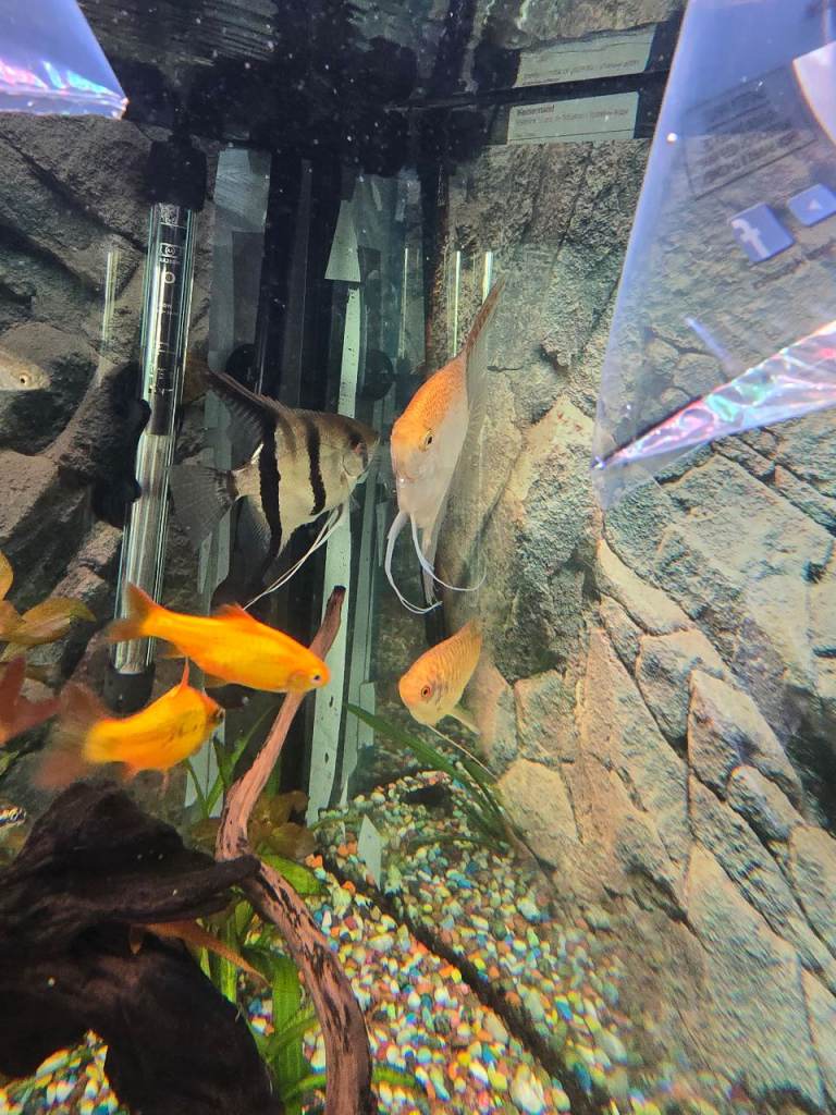 Angel fish large
