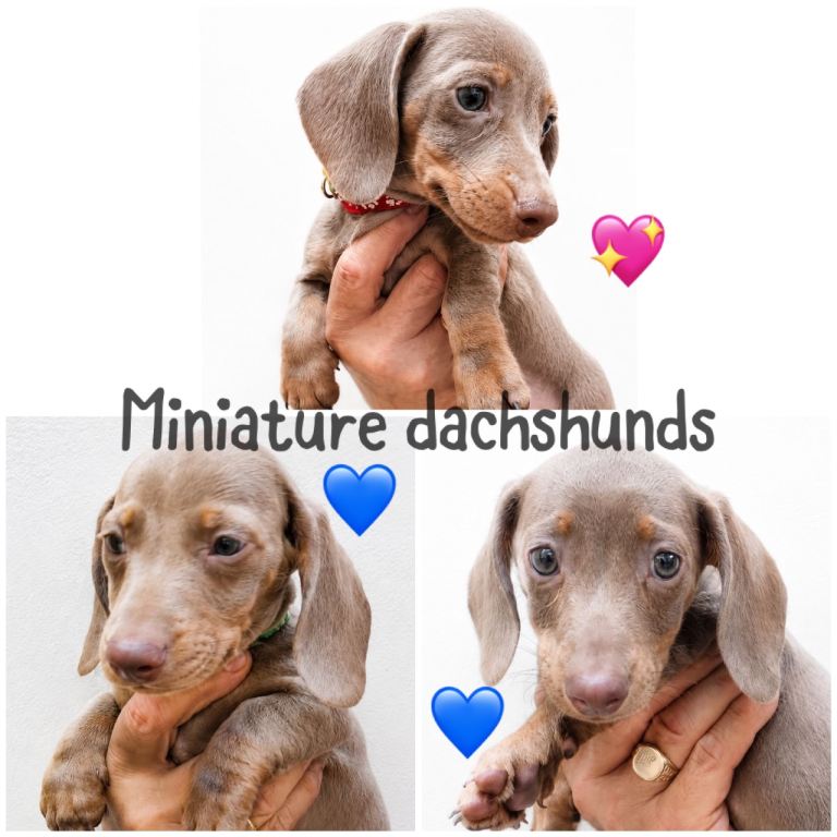 Miniature dachshund pups hereditary health clear