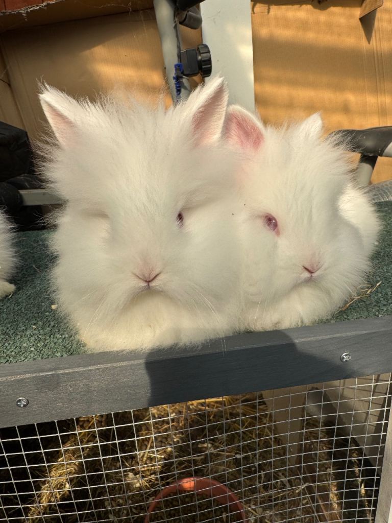 Lionhead