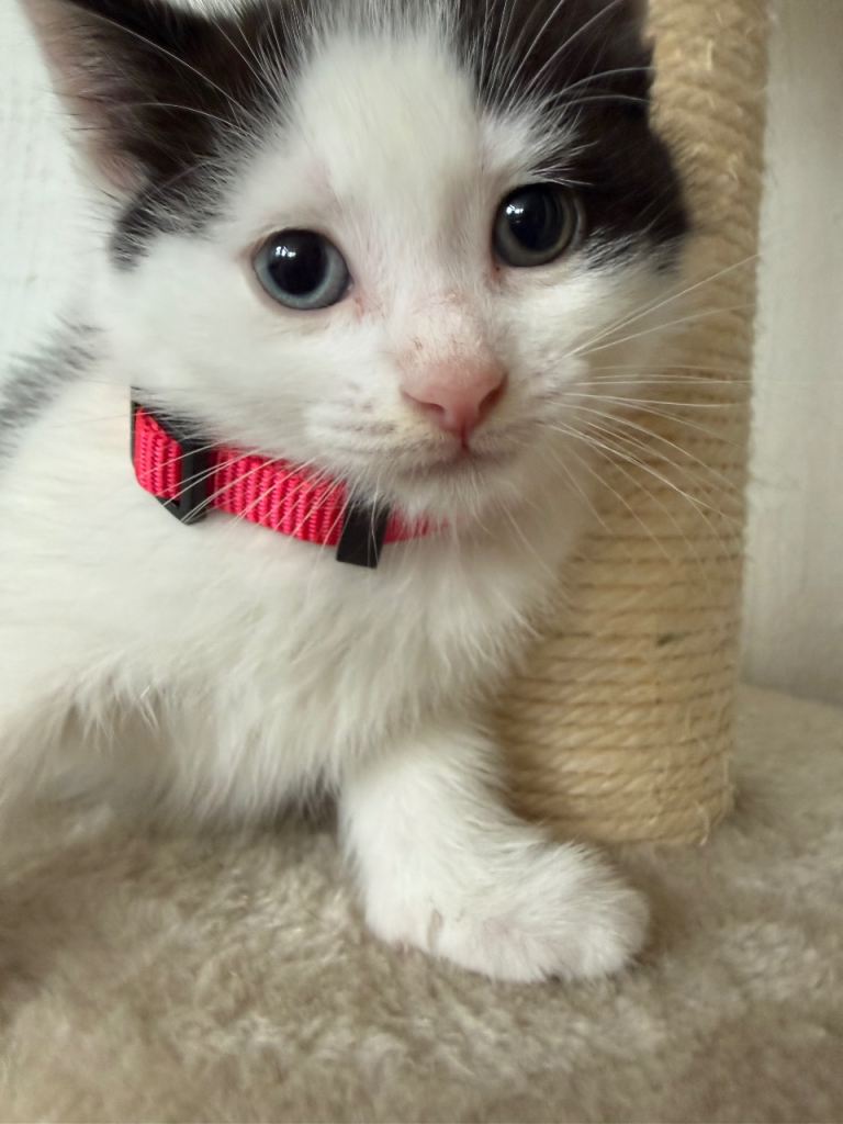 Beautiful mixbreed kitten for sale