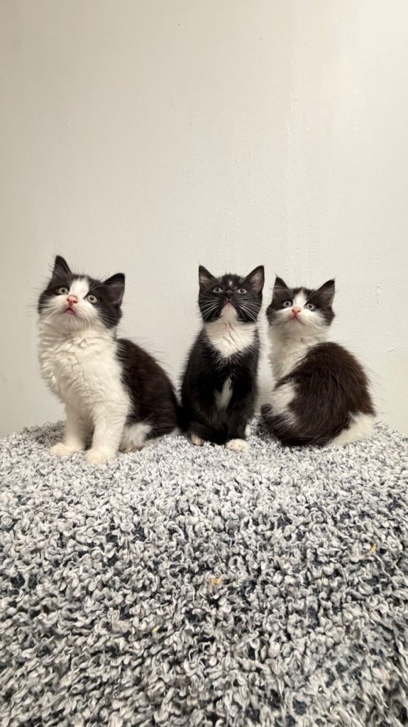 Beautiful litter now ready 