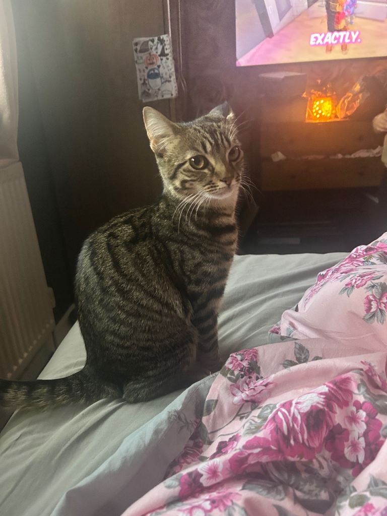 Kitten looking for a loving home 