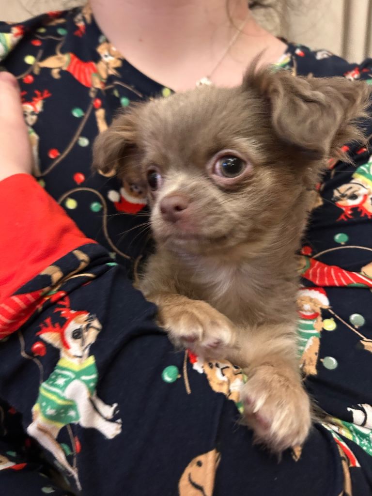 Beautiful girl long haired lilac chihuahua