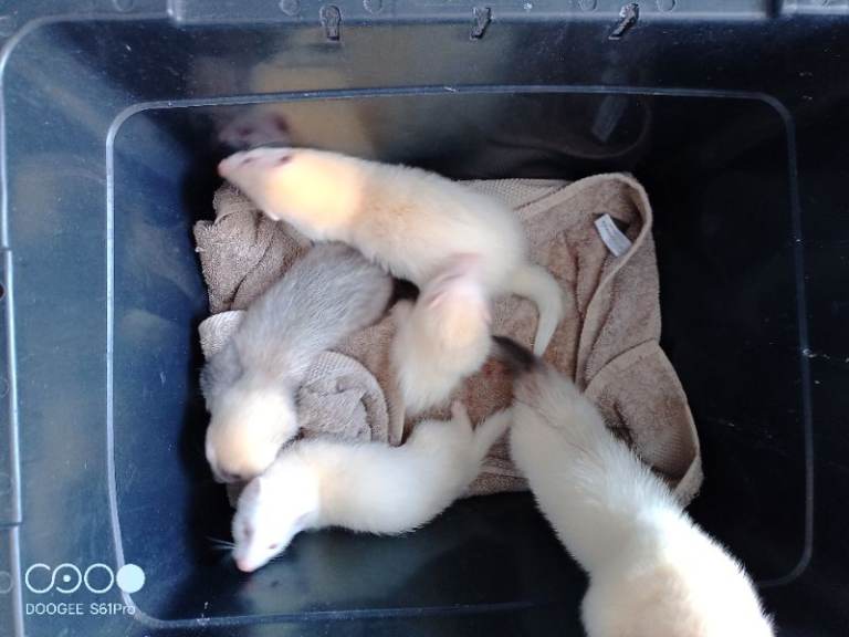 Gorgeous baby ferrets 