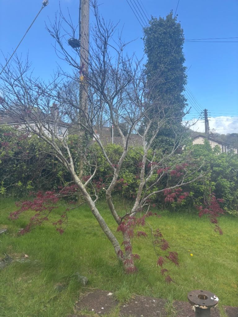 Japanese maple 