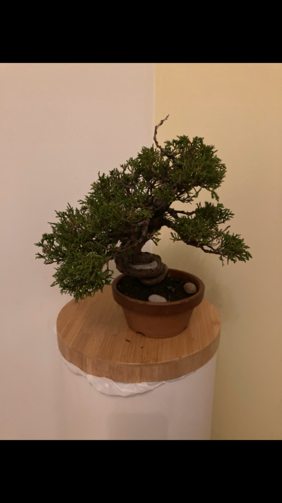 image for Itoigawa juniper bonsai 
