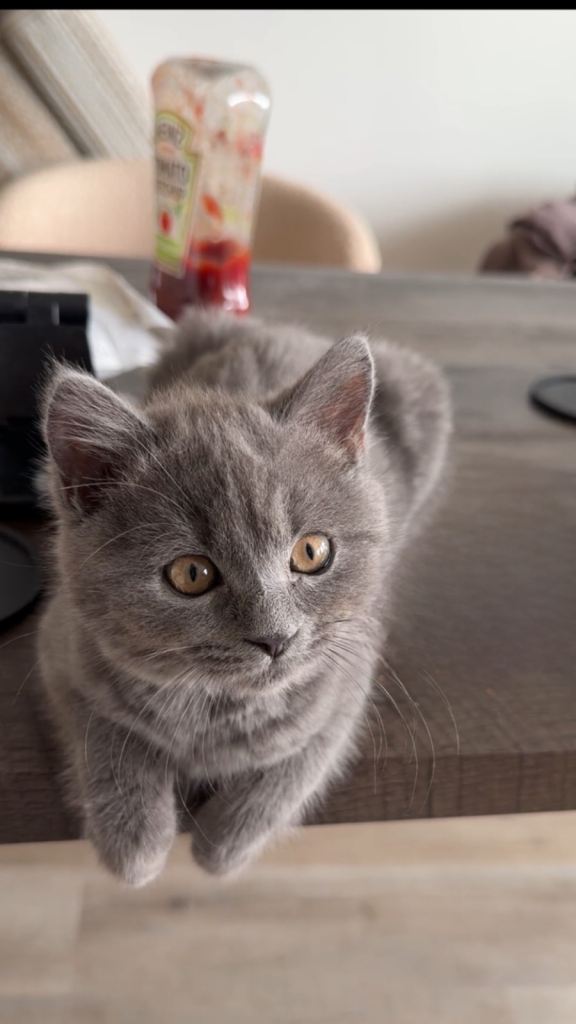 Female British Shorthair Kitten