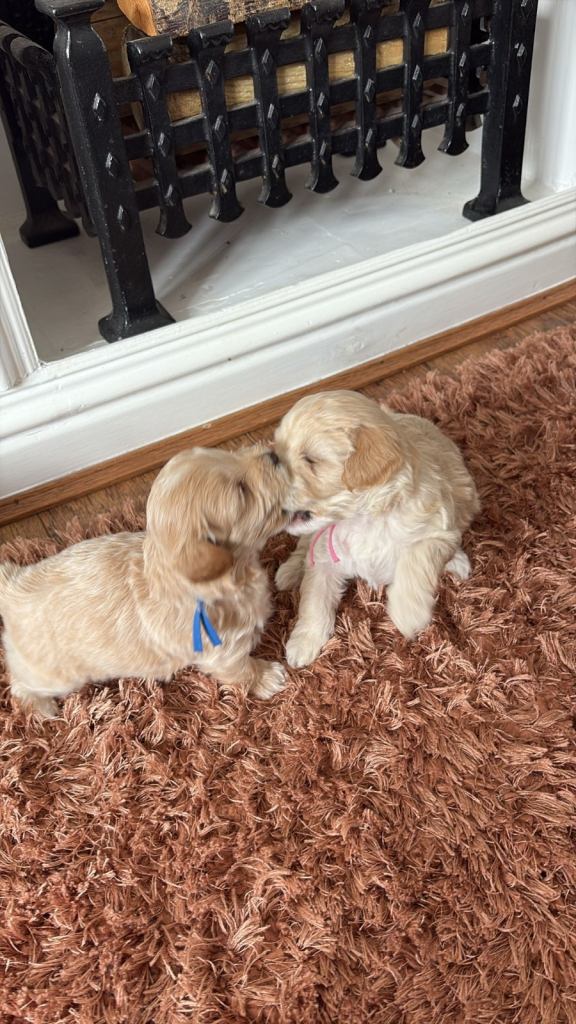 Cavamaltipoo puppies for sale | Hull | ready 12th June