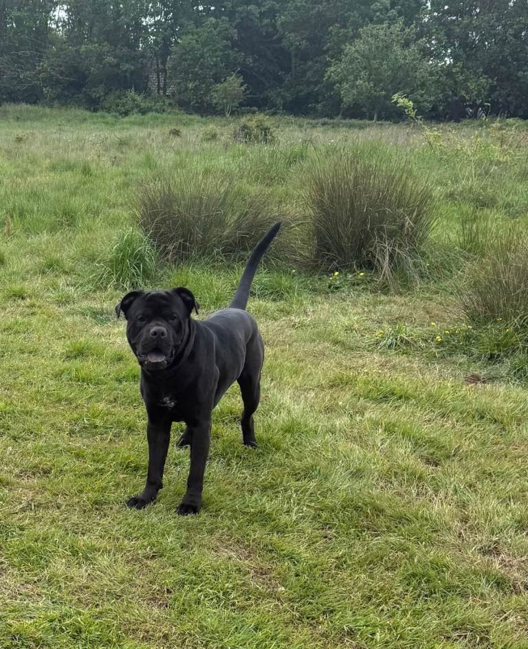 Cane corso bull mastiff
