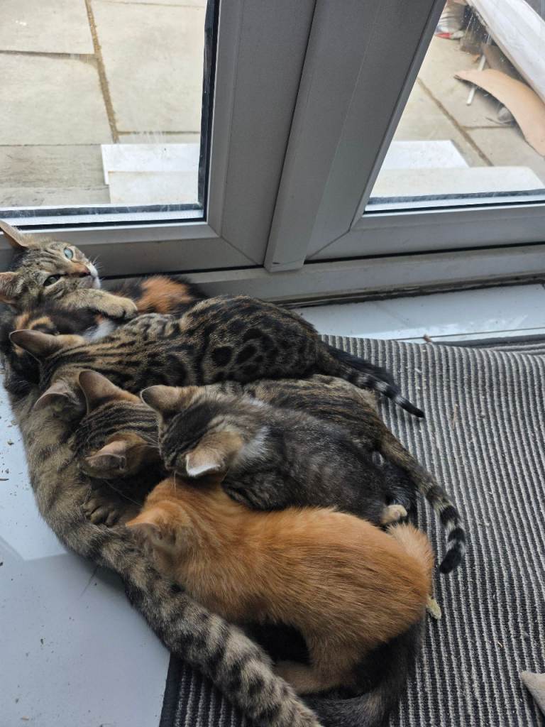 6 Gorgeous Well-socialised Kittens 
