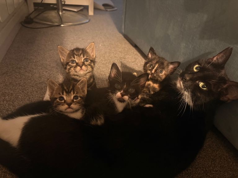 Kittens for sale 