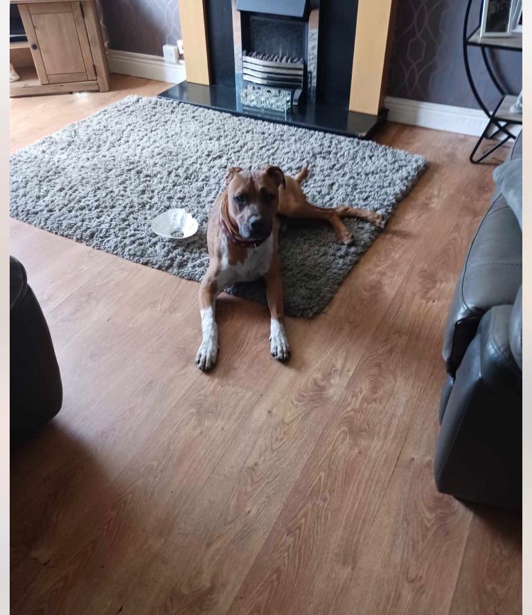 American bull dog cross greyhound male in Leyland 