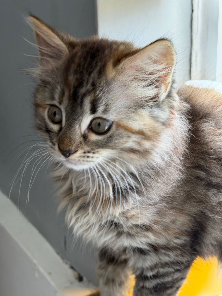 SOLD Female tabby cat 