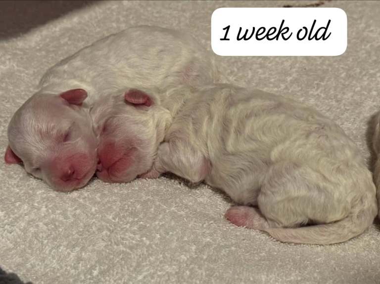 Adorable bichon puppies 