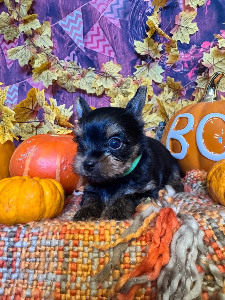 ‼️REDUCED PRICE‼️KC Registered Yorkshire Terrier Puppies