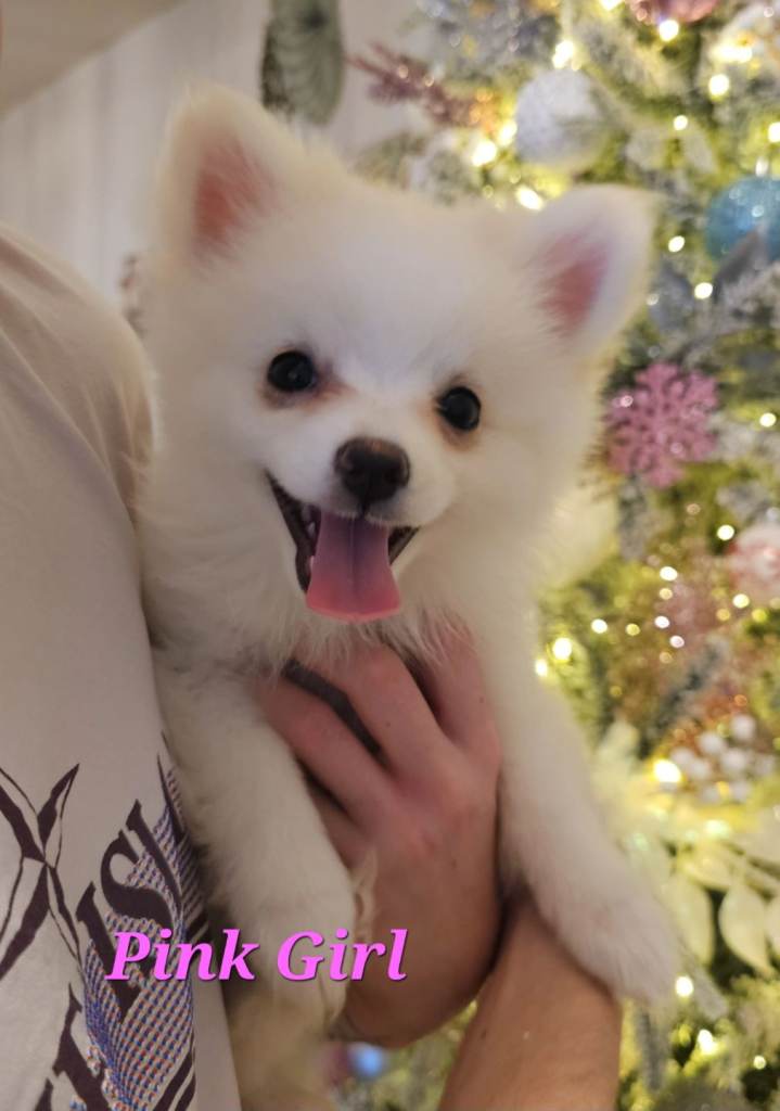 Pomeranian Puppies - Ready to leave now