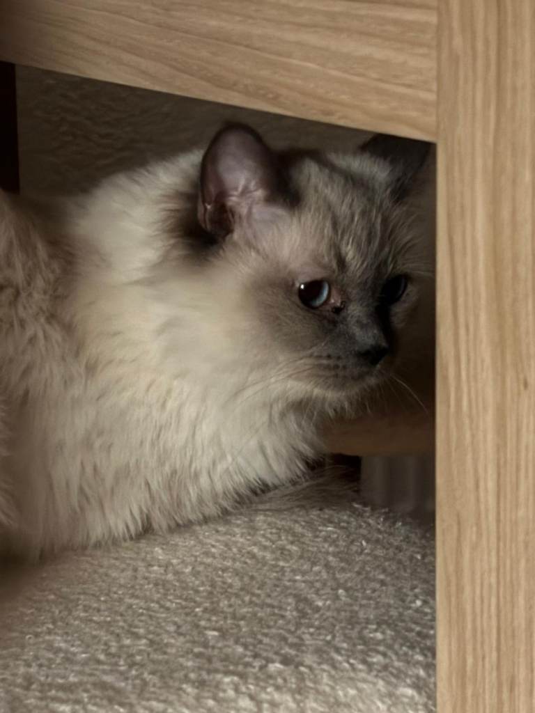 3 year old female Ragdoll 